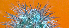 Care of the cactus Tephrocactus alexanderi or Opuntia alexanderi.