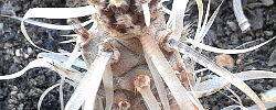 Care of the cactus Tephrocactus articulatus or Paper Spine Cactus.