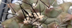 Cuidados de la planta Thelocactus lophothele o Echinocactus lophothele.