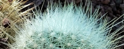 Care of the cacti Thelocactus macdowellii or Echinocactus macdowellii.