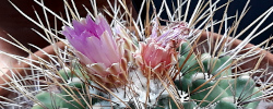 Care of the plant Thelocactus nidulans or Bird's-nest Cactus.