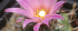 Cuidados del cactus Turbinicarpus roseiflorus o Biznaga cono invertido de flor rosa.