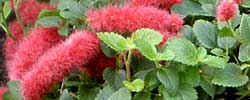 Care of the plant Acalypha pendula or Firetail.