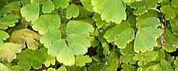 Care of the plant Adiantum capillus-veneris or Maidenhair fern.