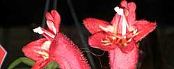 Cuidados de la planta Aeschynanthus, Eschinanto o Planta barra de labios.