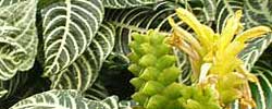 Care of the indoor plant Aphelandra squarrosa or Zebra plant.