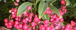 Care of the indoor plant Ardisia crenata or Coral Berry.