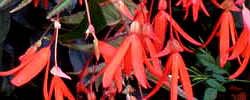 Cuidados de la planta de interior Begonia boliviensis o Begonia de Bolivia.