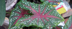 Care of the plant Caladium bicolor or Heart of Jesus.