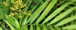 Care of the indoor plant Chamaedorea elegans or Parlour palm.
