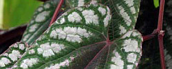Care of the indoor plant Cissus discolor or Rex Begonia vine.