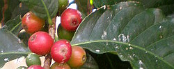 Care of the indoor plant Coffea arabica or Arabian coffee.