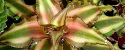 Care of the indoor plant Cryptanthus or Earth star.