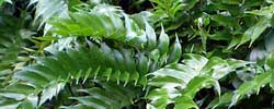 Care of the indoor plant Cyrtomium falcatum or Japanese holly fern.
