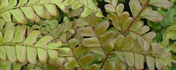 Care of the indoor plant Didymochlaena truncatula or Tree Maidenhair Fern.