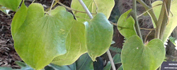 Care of the plant Dioscorea elephantipes or Elephant foot.