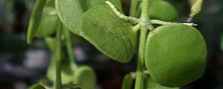 Cuidados de la planta Dischidia nummularia o Planta hormiga.