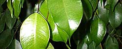 Cuidados de la planta de interior Ficus benjamina o Ficus de hoja pequeña.