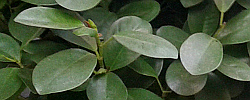 Cuidados de la planta de interior Ficus deltoidea o Ficus diversifolia.