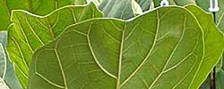 Care of the indoor plant Ficus lyrata or Fiddle-leaf fig.
