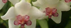 Care of the plant Hoya bella or Wax flower.