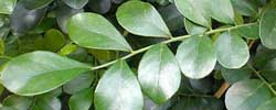 Care of the indoor plant Murraya paniculata or Jasmine orange.