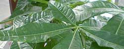 Care of the indoor plant Pachira aquatica or Money tree.