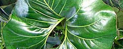 Care of the plant Philodendron giganteum or Giant Elephant Ear.