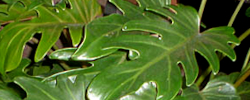 Cuidados de la planta de interior Philodendron pinnatifidum o Filodendro