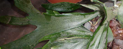 Care of the plant Platycerium alcicorne or Staghorn Fern.
