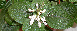 Care of the plant Plectranthus ciliatus or Purple-leaved plectranthus.