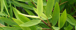 Care of the plant Pogonatherum paniceum or Miniature Bamboo.