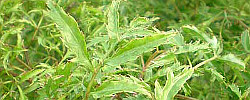 Care of the indoor plant Polyscias fruticosa or Ming aralia.