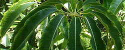 Cuidados de la planta de interior Schefflera pueckleri o Tupidanthus calyptratus.