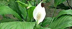Care of the plant Spathiphyllum wallisii or Peace lily.