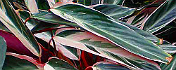 Care of the indoor plant Stromanthe sanguinea or Stromanthe.