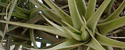 Care of the indoor plant Tillandsia aeranthos or Air plant.