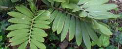 Care of the plant Zamia pumila or Coontie palm.