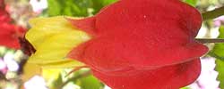Cuidados de la planta trepadora Abutilon megapotamicum, Abutilón o Linterna china.