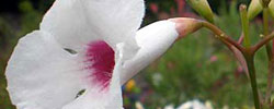 Cuidados de la planta Pandorea jasminoides o Bignonia blanca.