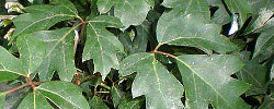 Care of the plant Cissus rhombifolia or Grape Ivy.