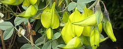 Cuidados de la planta trepadora Crotalaria agatiflora o Canary bird bush.