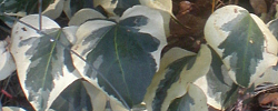 Cuidados de la planta Hedera algeriensis o Hiedra de Argelia.