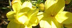 Cuidados de la planta trepadora Jasminum mesnyi o Jazmín amarillo.