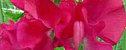 Care of the plant Lathyrus odoratus or Sweet pea.