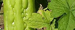 Cuidados de la planta trepadora Momordica charantia o Melón amargo.