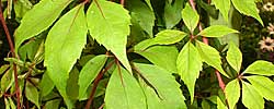 Care of the climbing plant Parthenocissus inserta or False Virginia creeper.