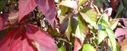 Care of the climbing plant Parthenocissus quinquefolia or Virginia creeper.