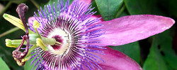 Care of the plant Passiflora x violacea or Violet Passion Flower.