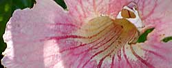 Cuidados de la planta Podranea ricasoliana o Bignonia rosa.